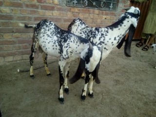 Desi_bakra