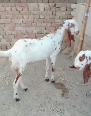 rajanpuri-bakra