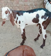 rajanpuri-bakra