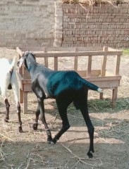 rajanpuri-bakra