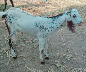 Bakra rajunpuri