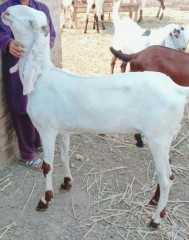 Bakra rajunpuri