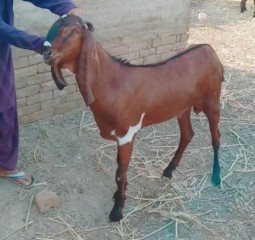 Bakra rajunpuri