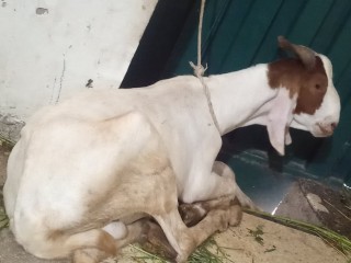 Bakra-jori