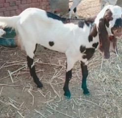 Bakra rajunpuri