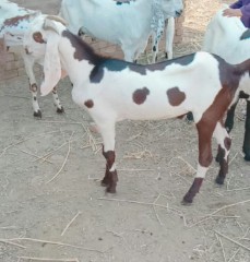 rajanpuri-bakra