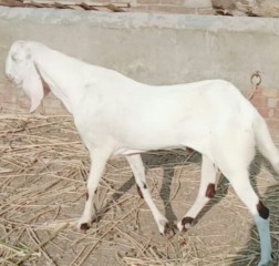 Bakra rajunpuri