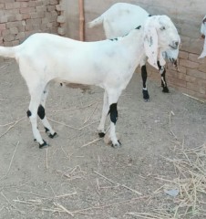 rajanpuribakra