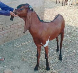 Bakra rajunpuri