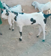 Bakra rajunpuri