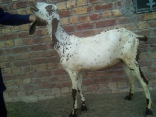 Desi_bakra1