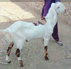 Bakra rajunpuri