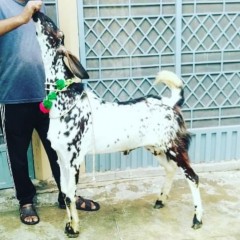 rajanpuri_bakra