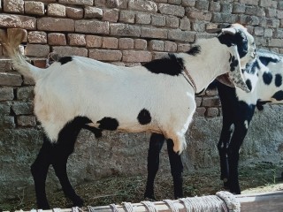 rajanpuri jori