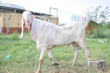 rajanpuri-bakra