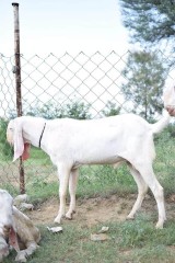 rajanpuri-bakra