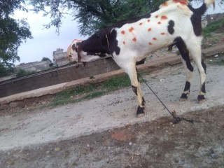 Desi bakra