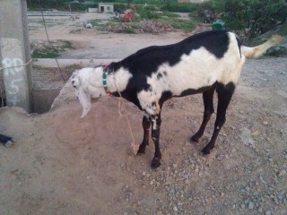 Desi bakra