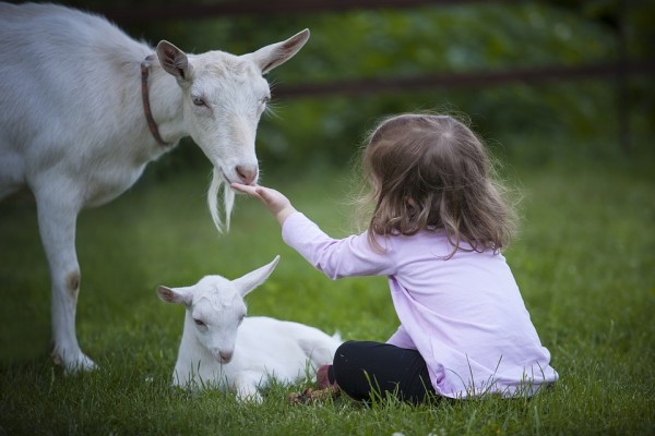 How to Buy a Bakra Online