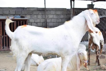rajanpuri-bakra