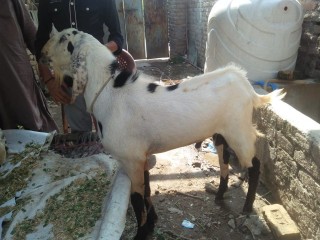 rajanpuribakra3