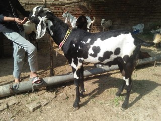 rajanpuribakra-