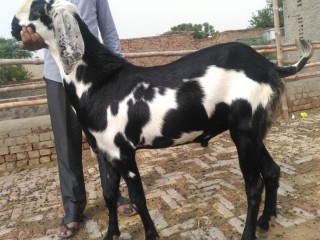 KALA DABA BEAUTY Bakra