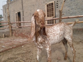 Makhi chena beauty