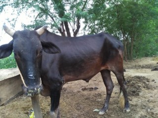 Black Bull