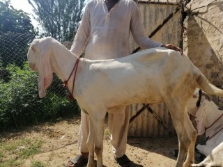 Bakra