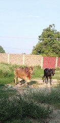 Desi Bull