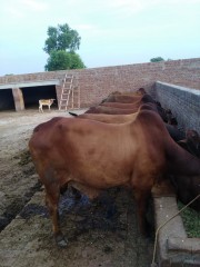 Desi Bull