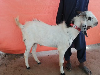Bakra Qurbani