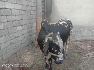Bull