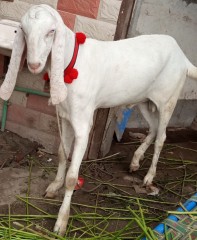 Rajanpuri bakra