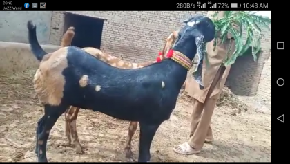 Beetal bakri