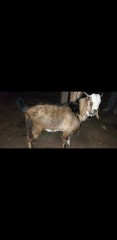 bakra