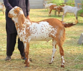 bakra