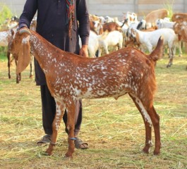 Bakra