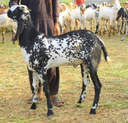 bakra