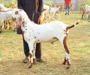 bakra