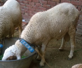 Chatra