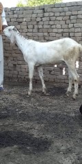 Bhawalpuri Bakra