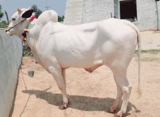 Bull-rwp6