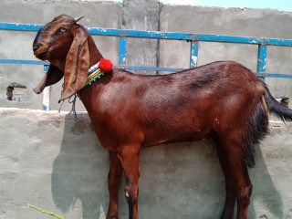 Bakri