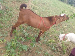 Beetal bakra