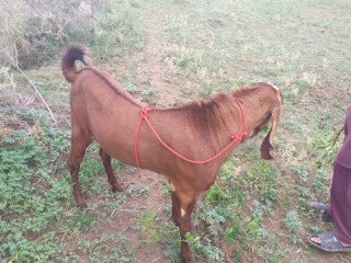 bakra