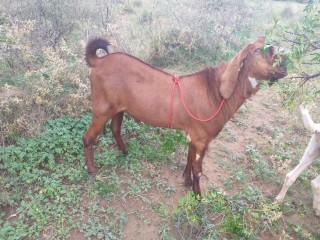 bakra