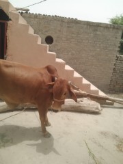 Bull