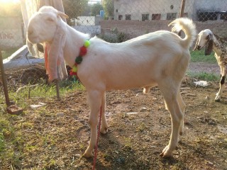 Bakra